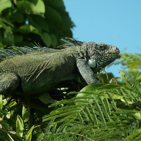 Grand Amazon Lodge And Tours Paraiso Екстер'єр фото