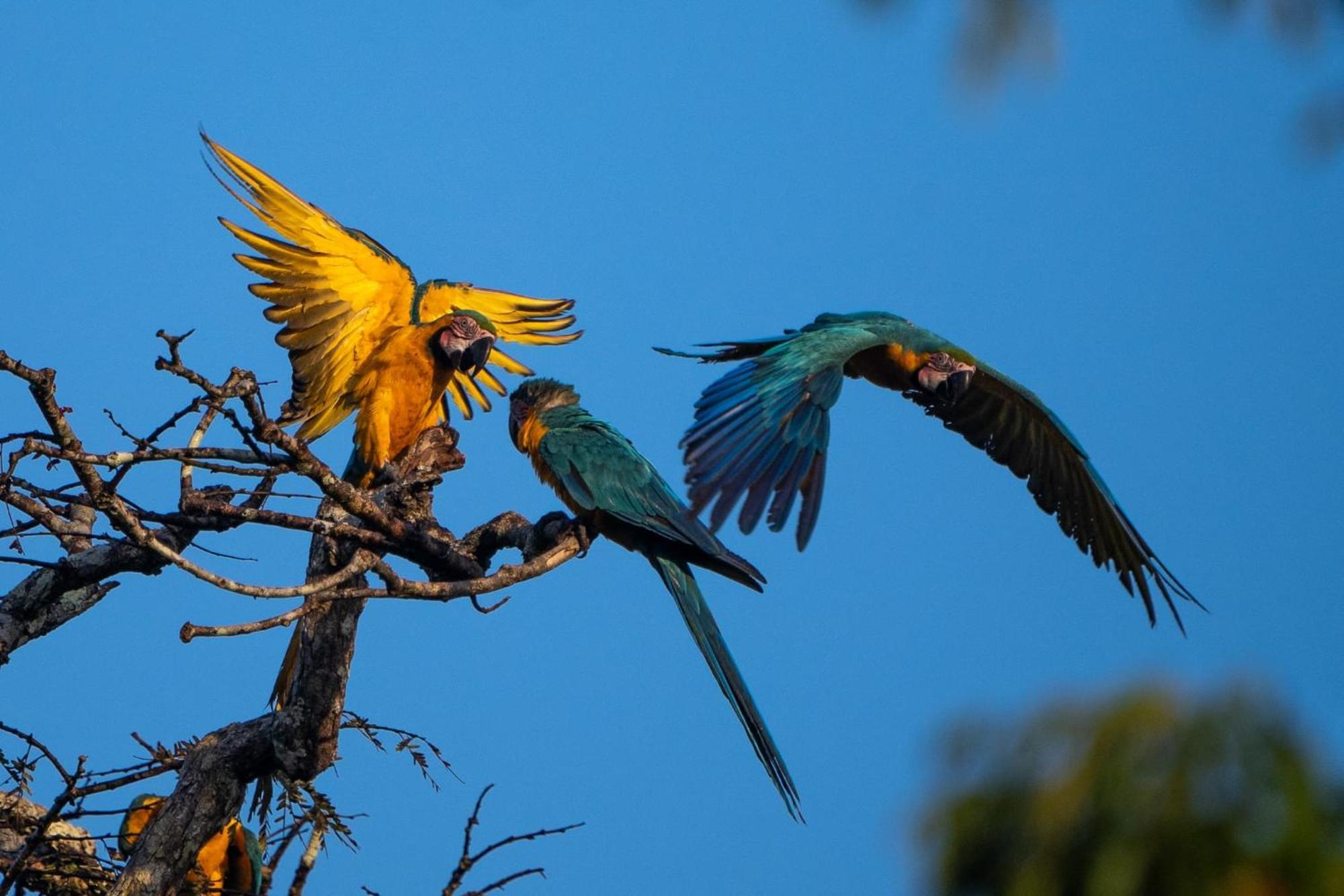 Grand Amazon Lodge And Tours Paraiso Екстер'єр фото