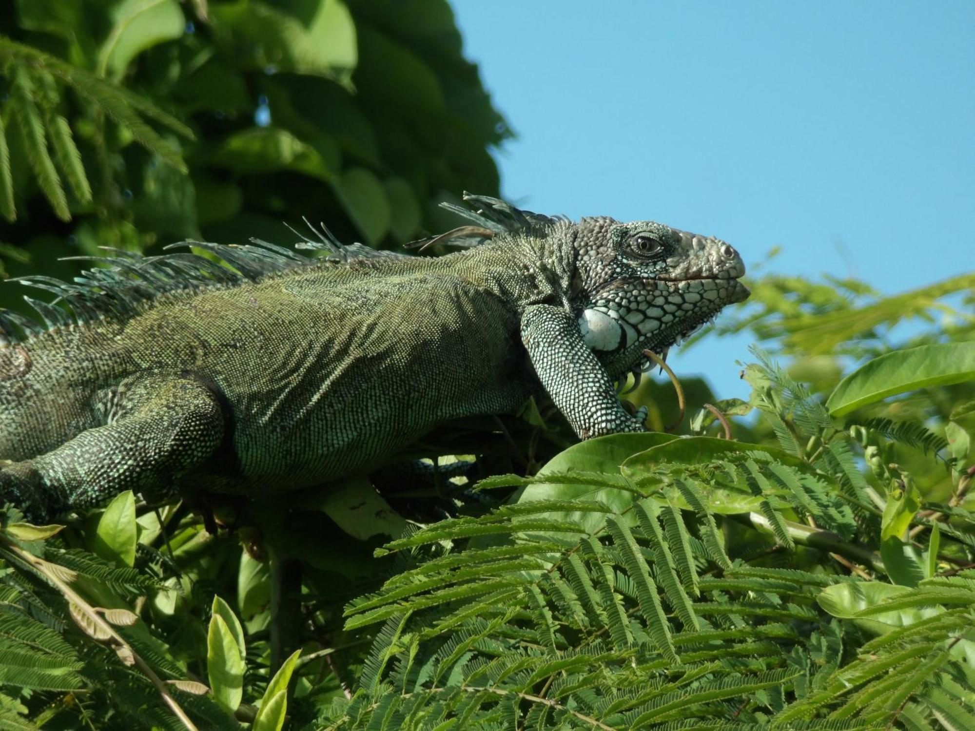 Grand Amazon Lodge And Tours Paraiso Екстер'єр фото