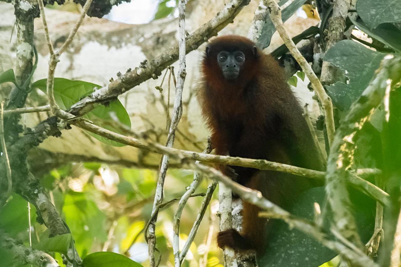 Grand Amazon Lodge And Tours Paraiso Екстер'єр фото