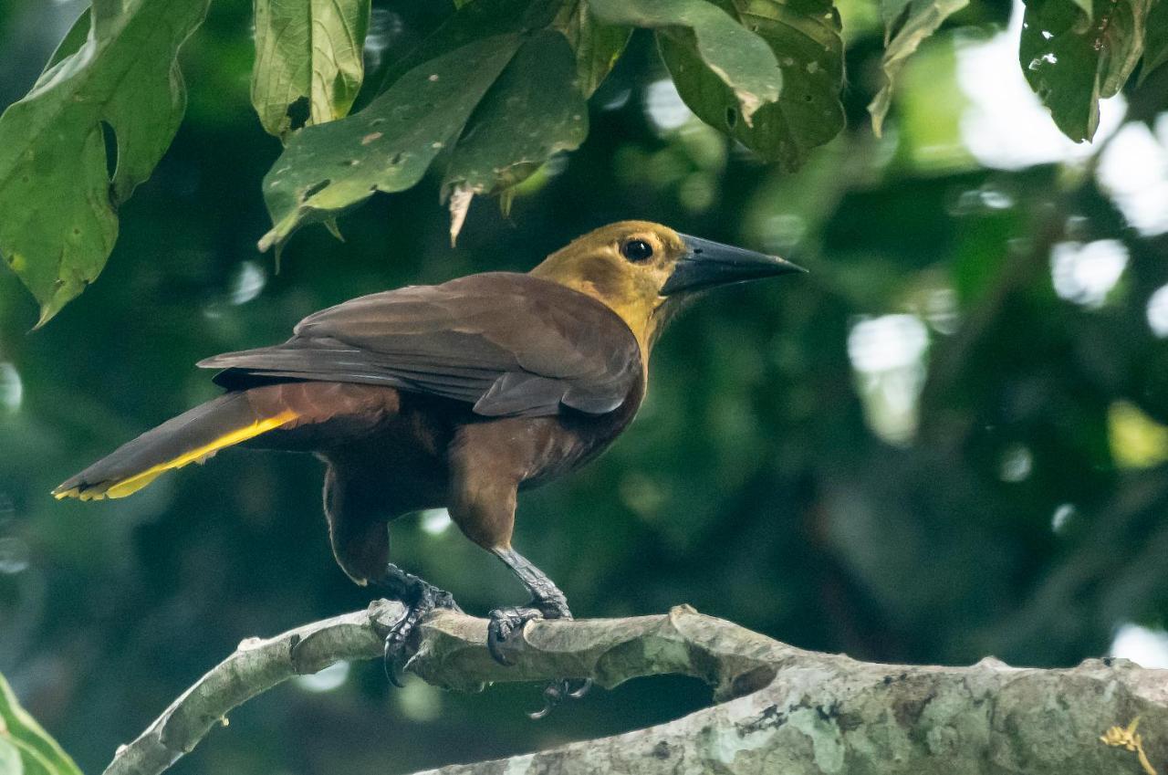 Grand Amazon Lodge And Tours Paraiso Екстер'єр фото