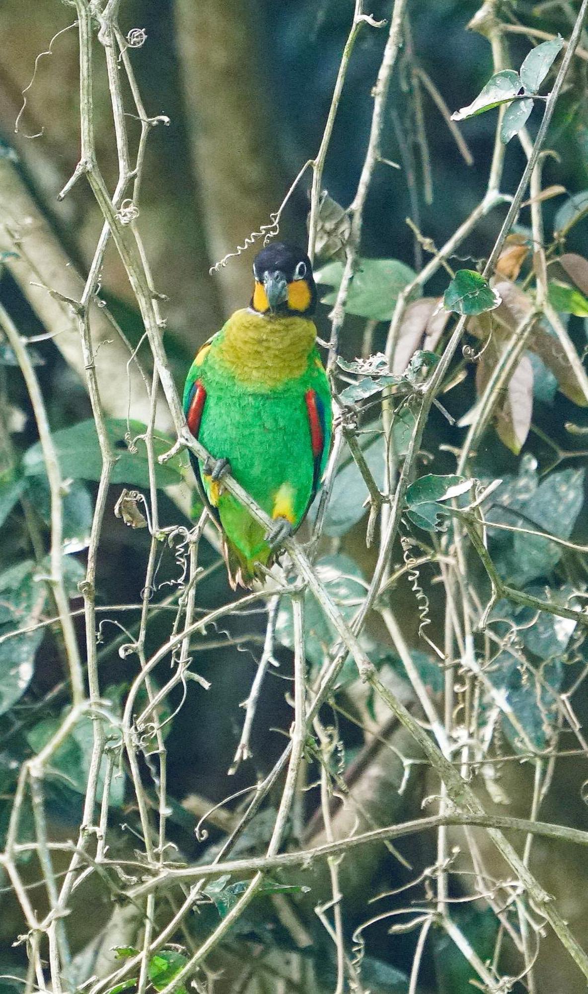 Grand Amazon Lodge And Tours Paraiso Екстер'єр фото