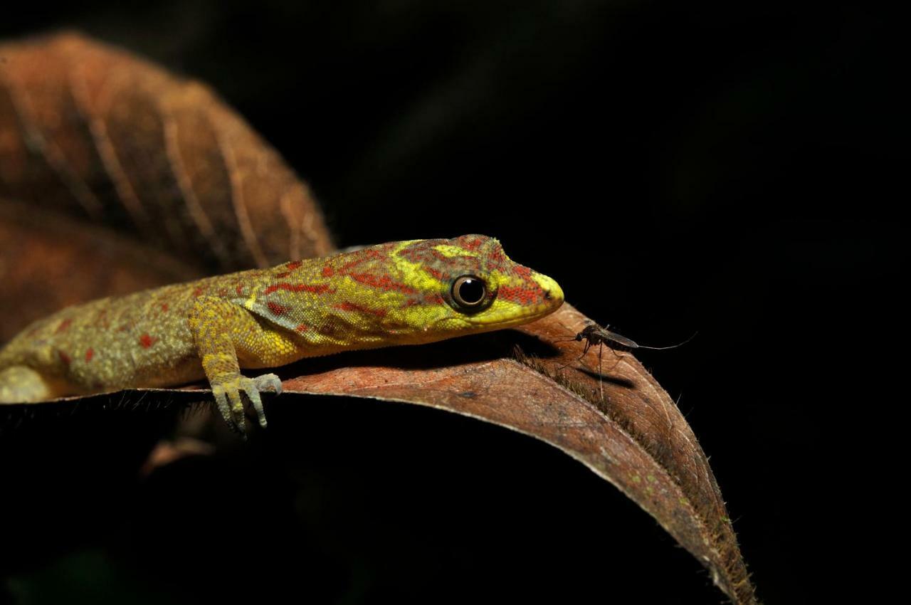 Grand Amazon Lodge And Tours Paraiso Екстер'єр фото