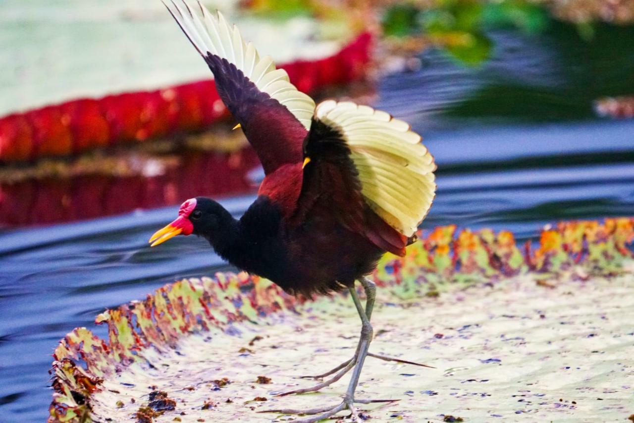 Grand Amazon Lodge And Tours Paraiso Екстер'єр фото