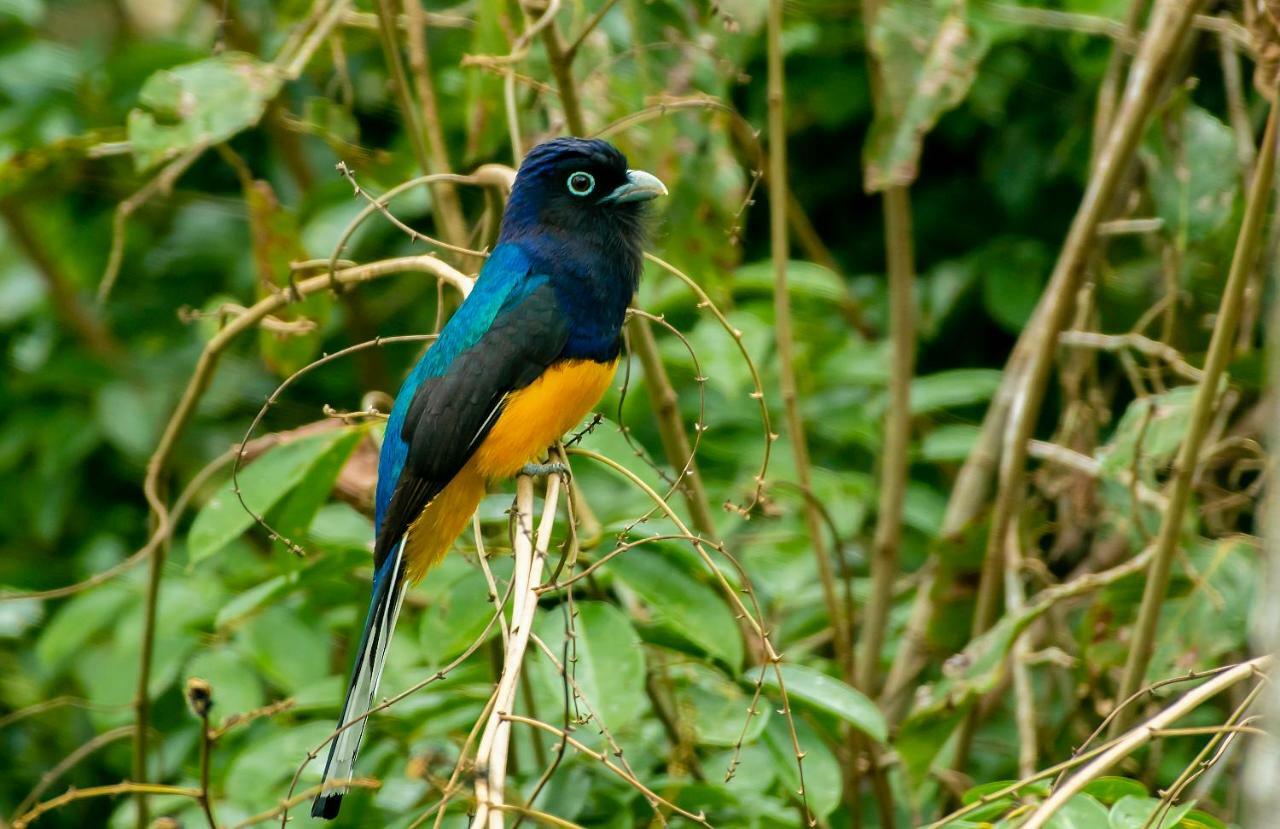 Grand Amazon Lodge And Tours Paraiso Екстер'єр фото