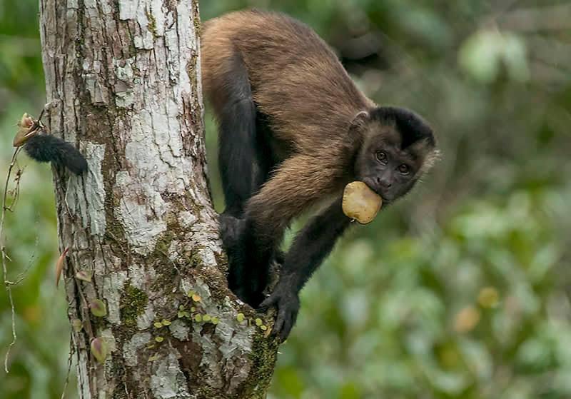 Grand Amazon Lodge And Tours Paraiso Екстер'єр фото