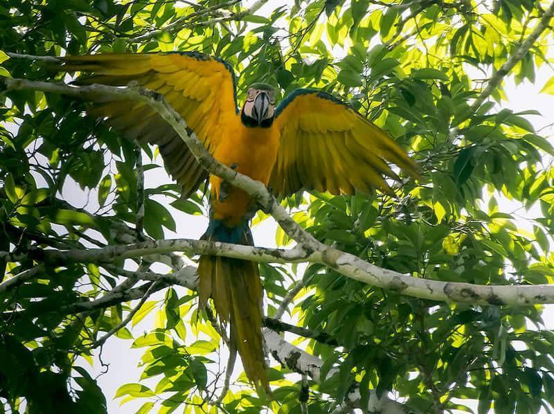 Grand Amazon Lodge And Tours Paraiso Екстер'єр фото