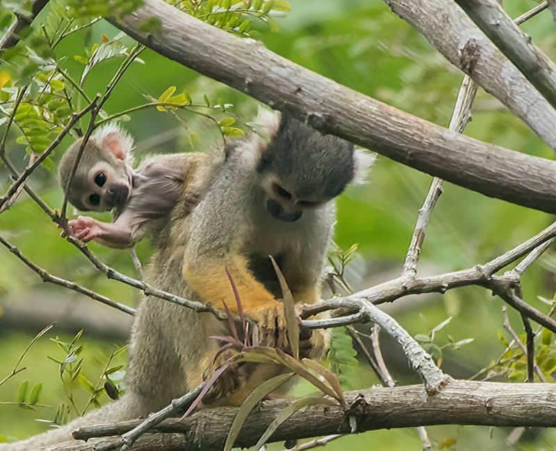 Grand Amazon Lodge And Tours Paraiso Екстер'єр фото