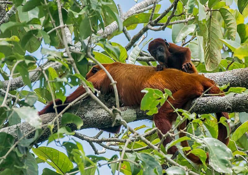 Grand Amazon Lodge And Tours Paraiso Екстер'єр фото